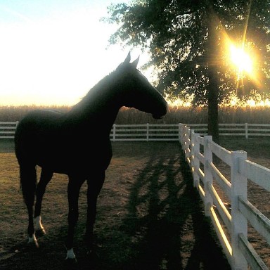 Pepper the Horse